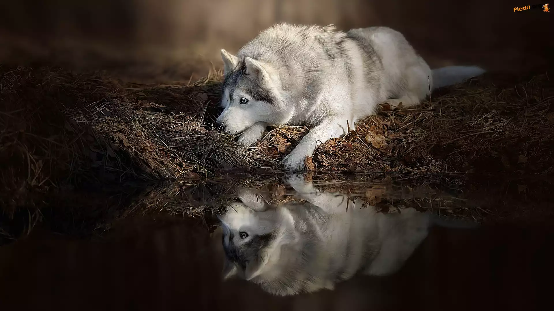 Woda, Leżący, Pies, Siberian husky, Odbicie