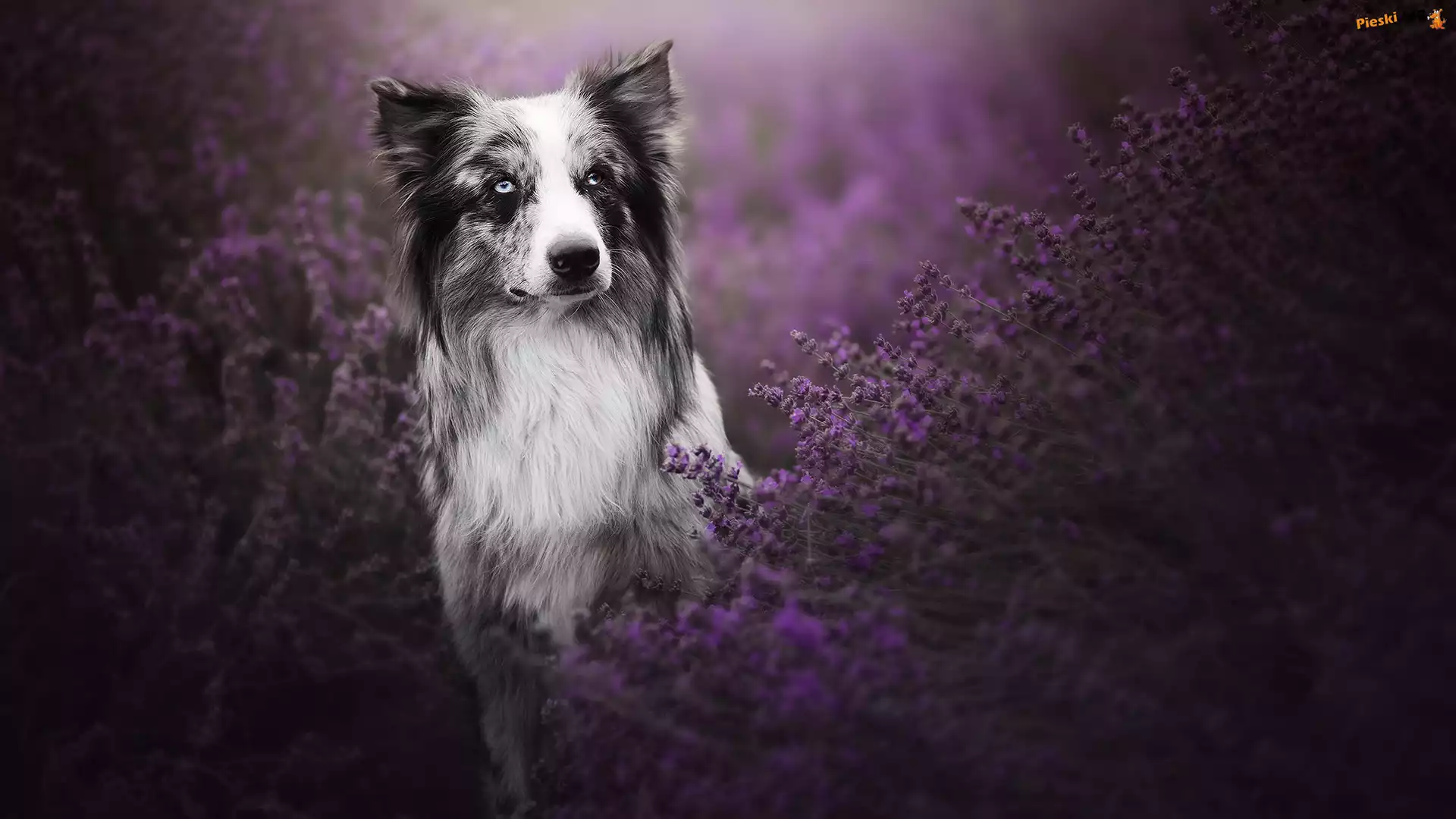 Pies, Border collie, Lawenda
