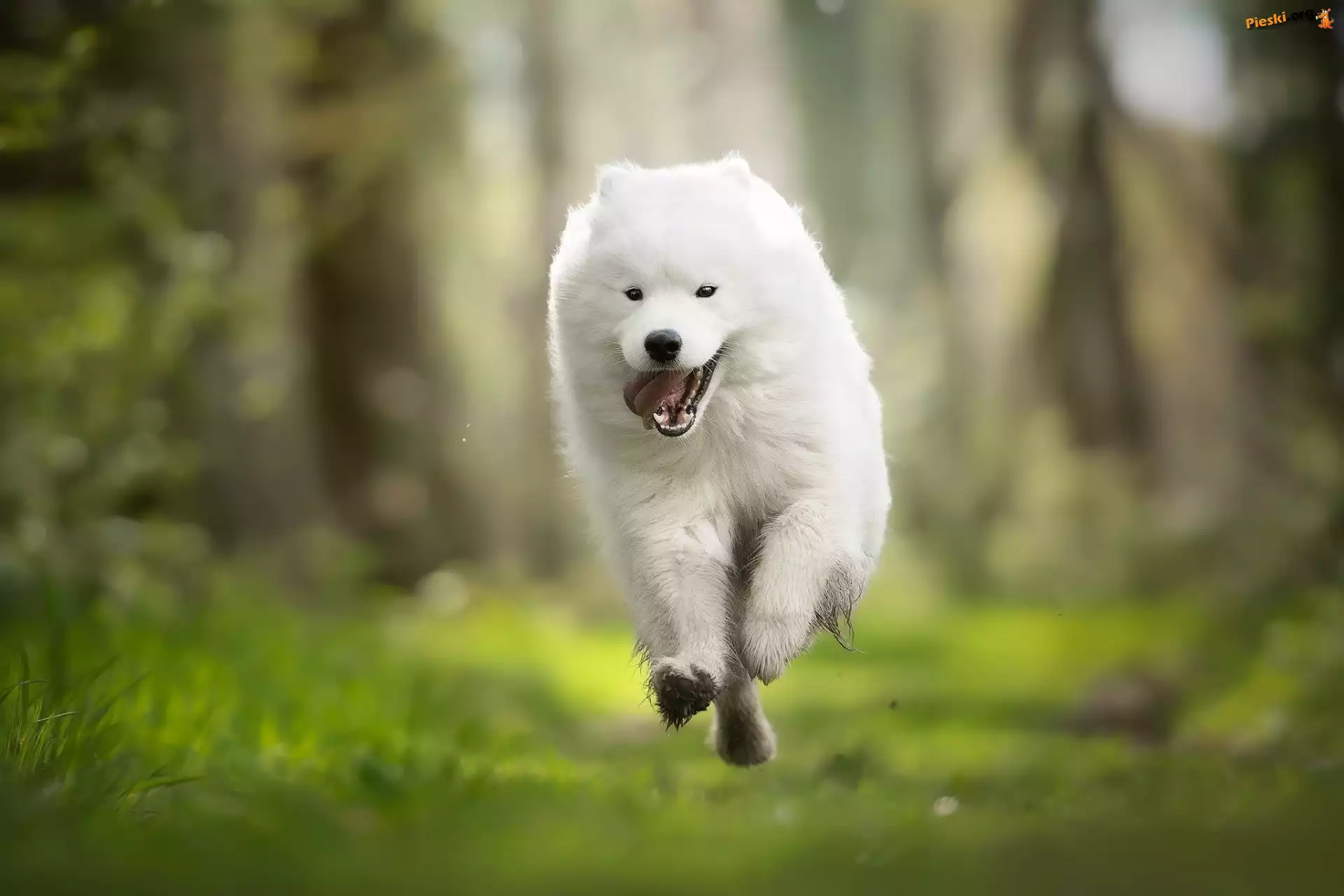 Biały, Pies, Samojed
