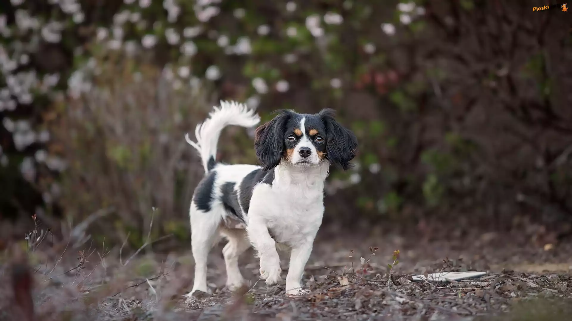 Rozmyte, Pies, King charles spaniel, Tło