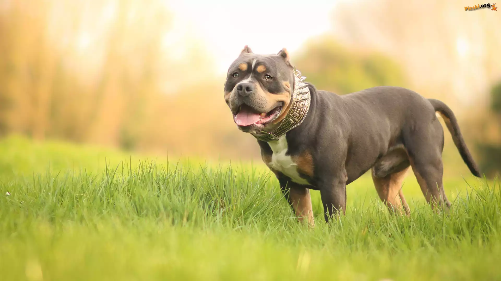 Pies, American Bully