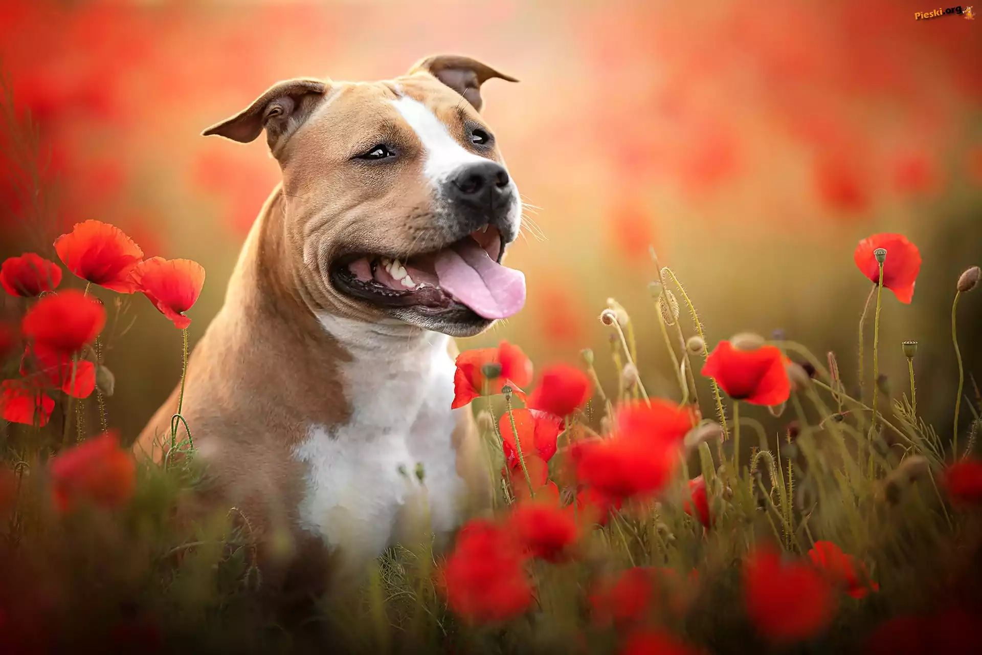 Pies, Staffordshire bull terrier, Maki