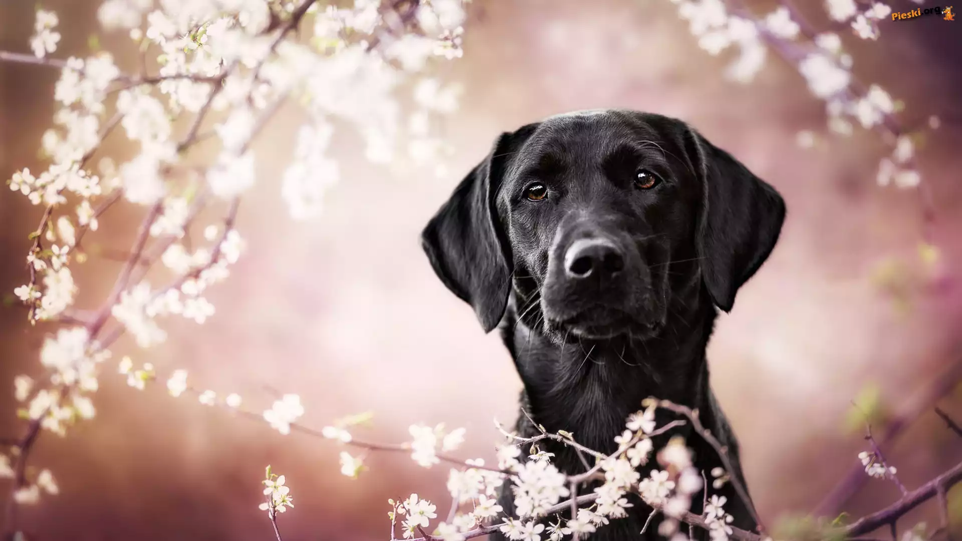 Okwiecone, Pies, Czarny, Labrador retriever, Gałązki