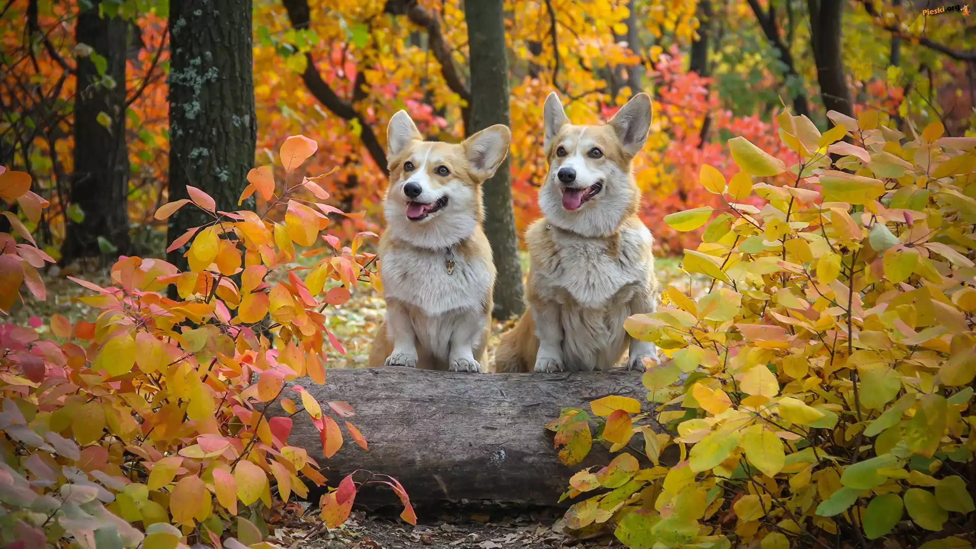 Dwa, Liście, Las, Psy, Welsh corgi pembroke, Jesień
