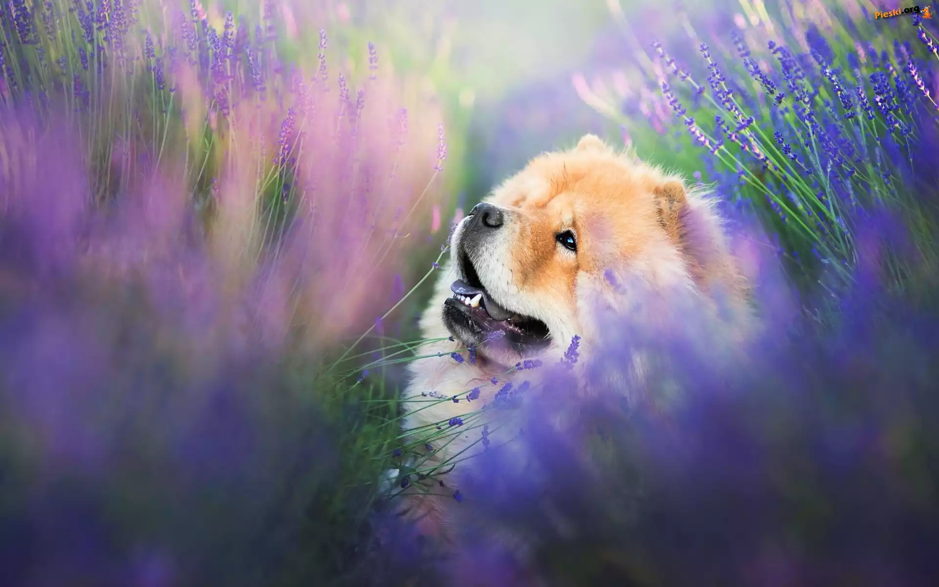 Pies, Chow chow, Lawenda