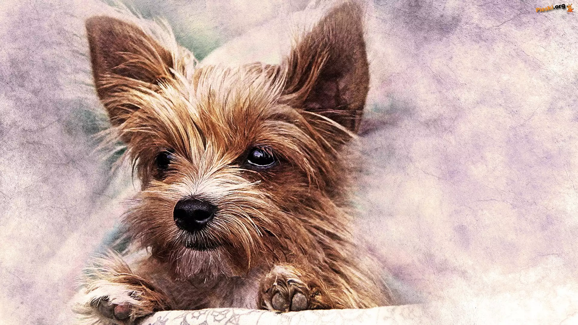 Mordka, Szczeniak, Pies, Yorkshire terrier, Grafika