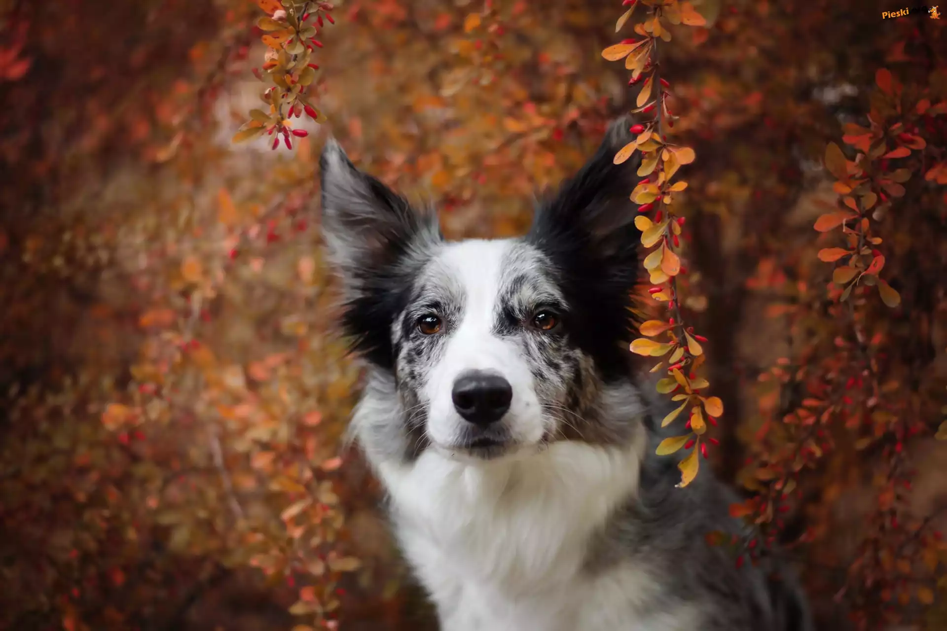 Krzew, Pies, Border collie, Gałązki