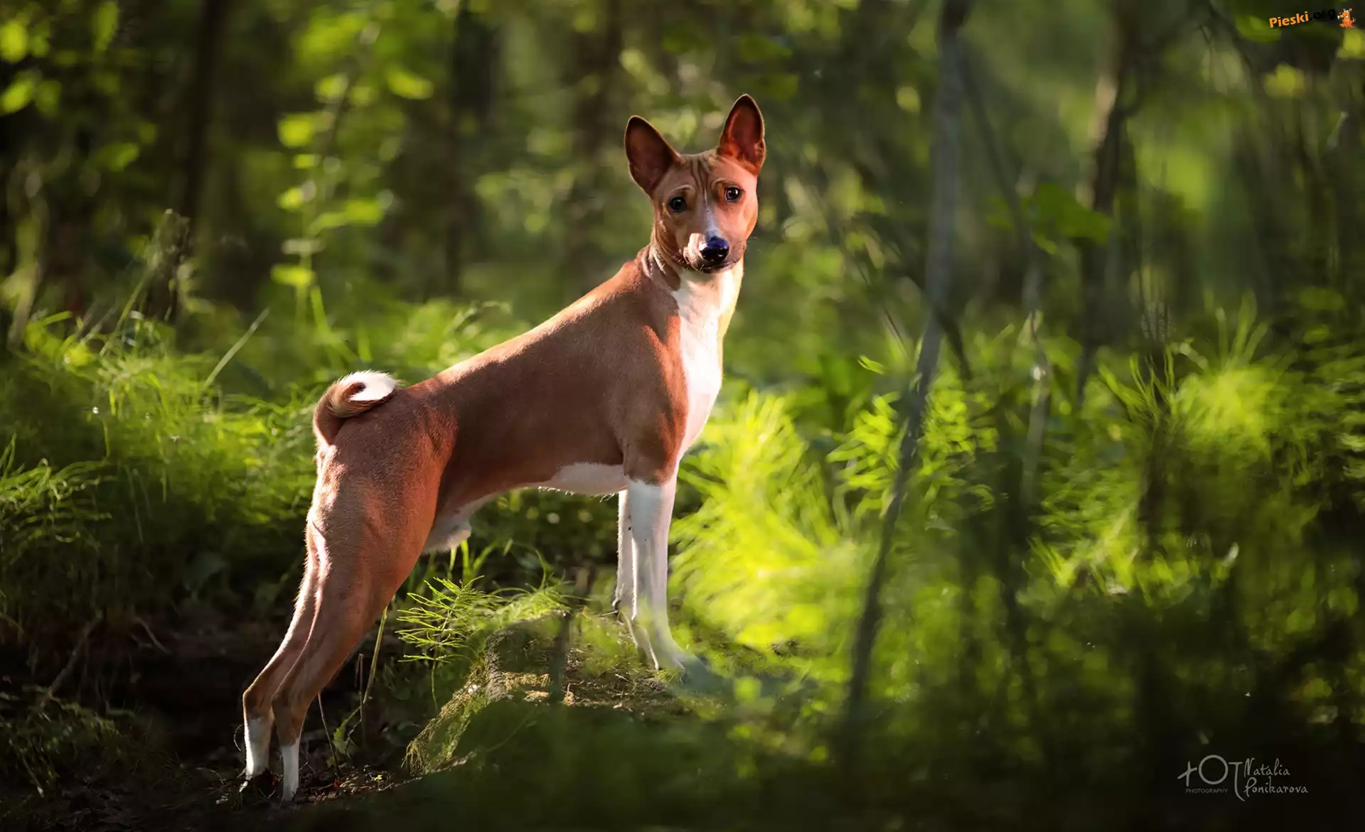 Kamień, Pies, Basenji, Las