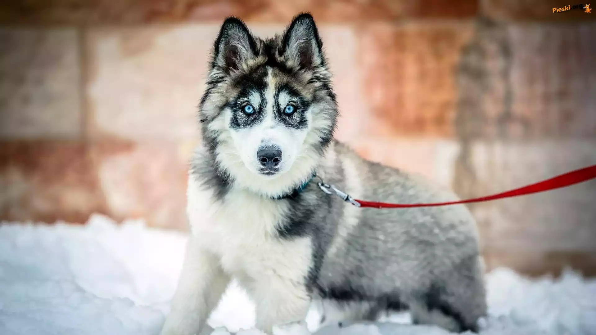 Czerwona, Szczeniak, Pies, Siberian husky, Smycz