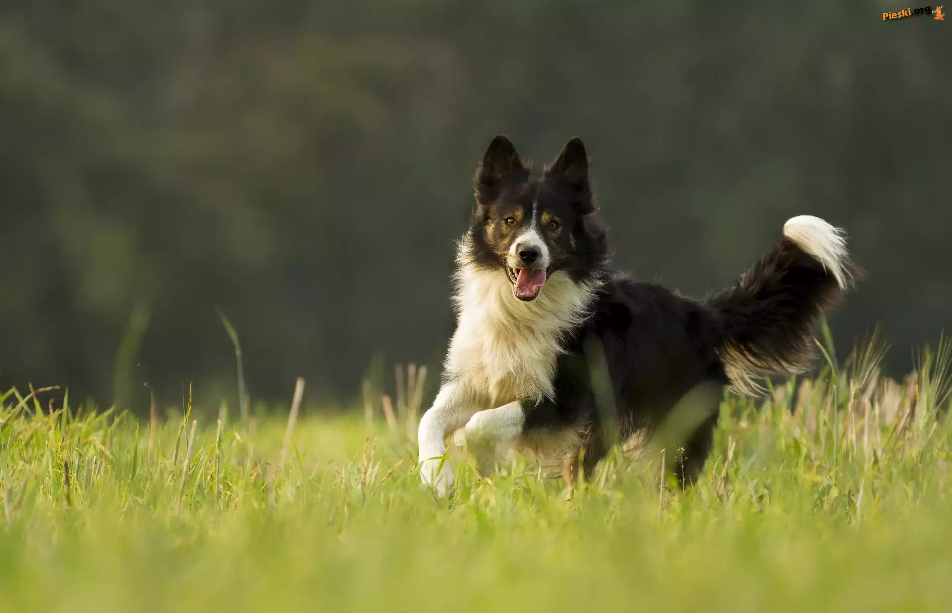 Bieg, Czarno-biały, Pies, Border collie, Trawa