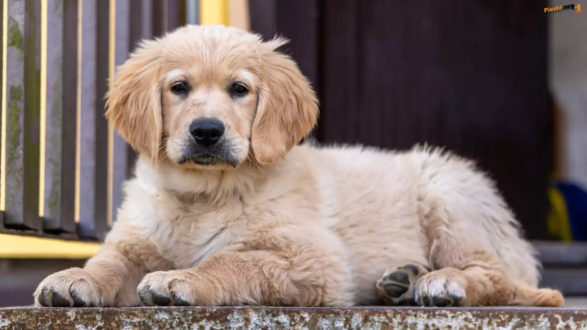 Szczeniak, Leżący, Pies, Golden retriever