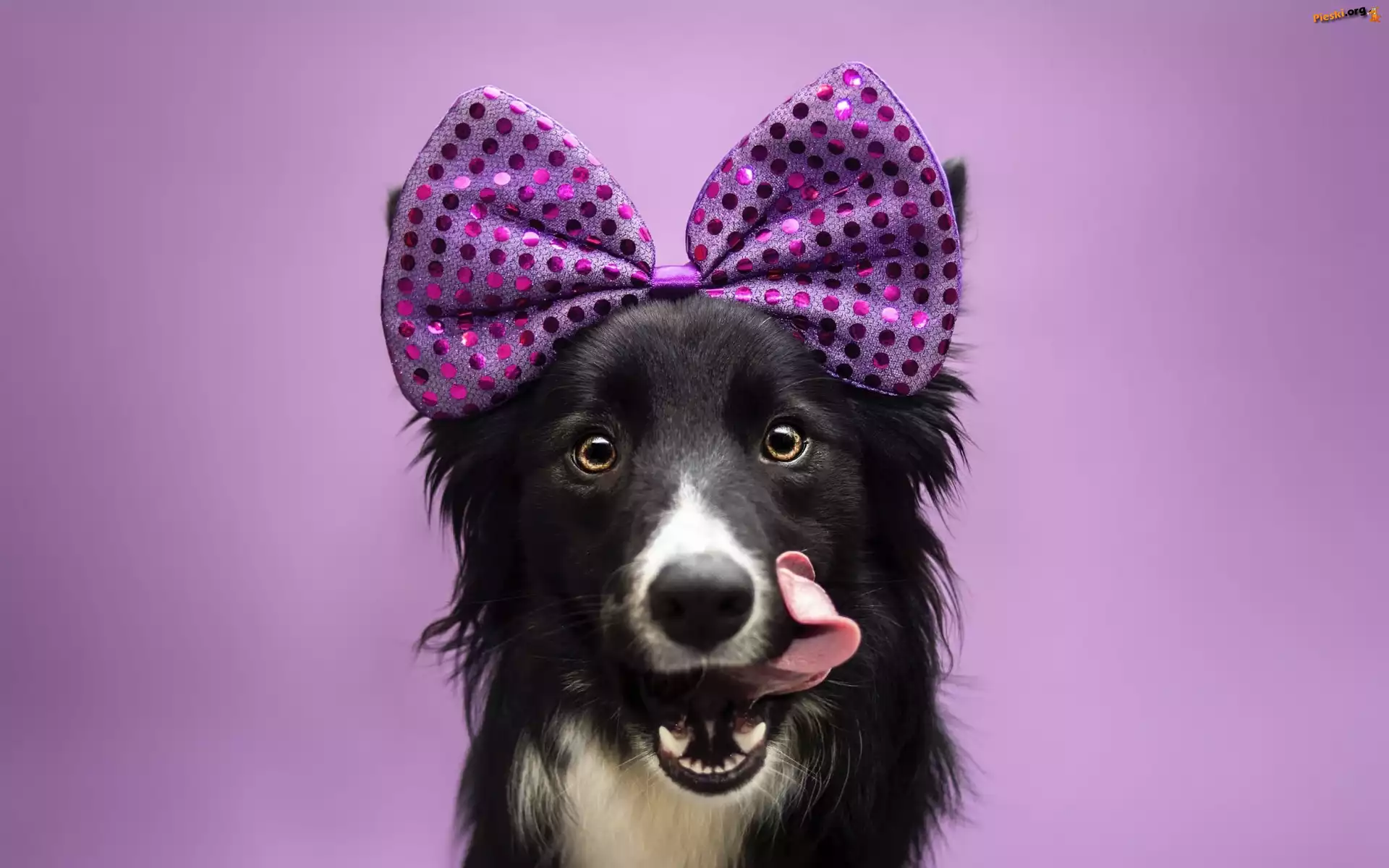 Pies, Border collie, Kokardka