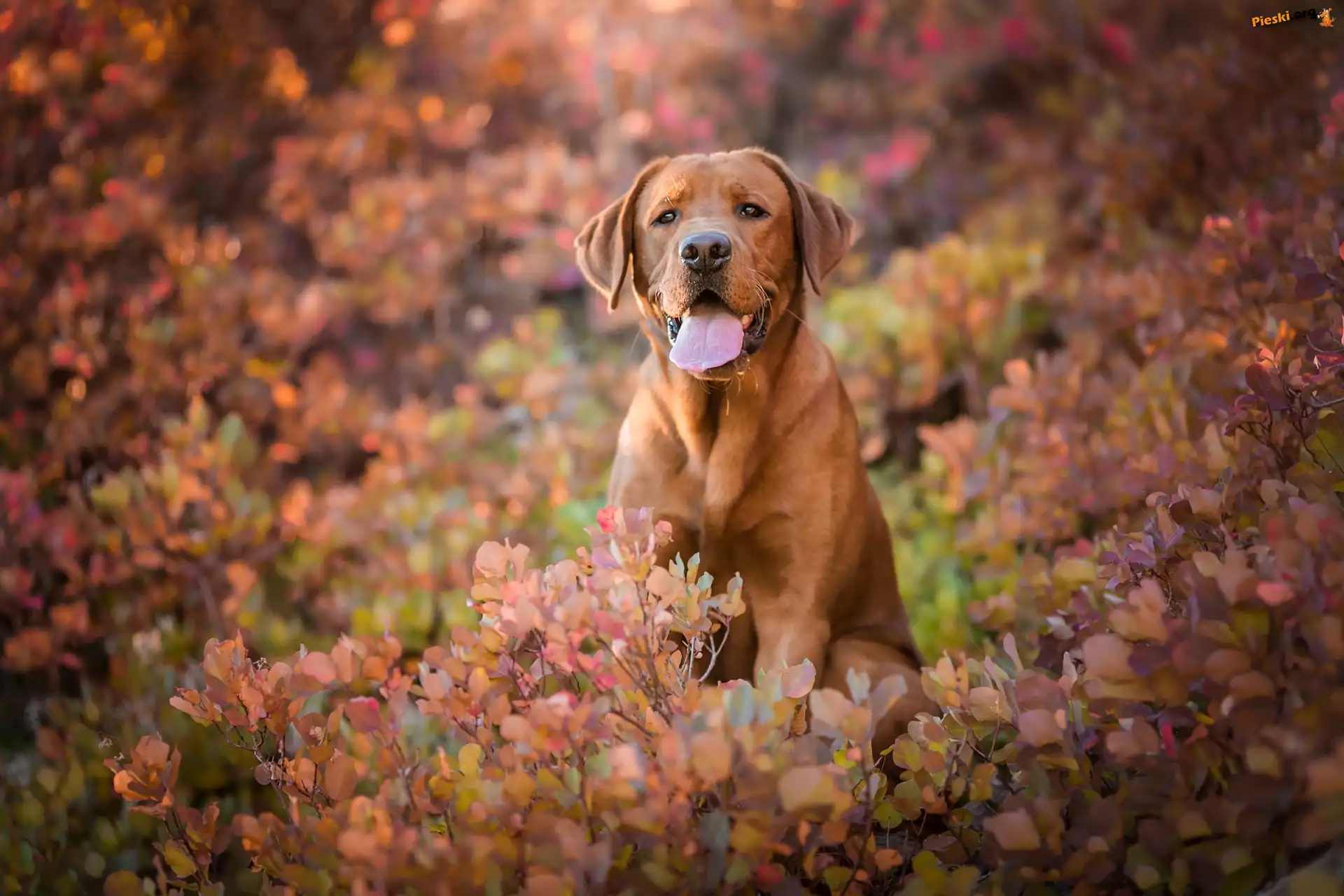 Jesienne, Labrador retriever, Pies, Krzewy, Liście