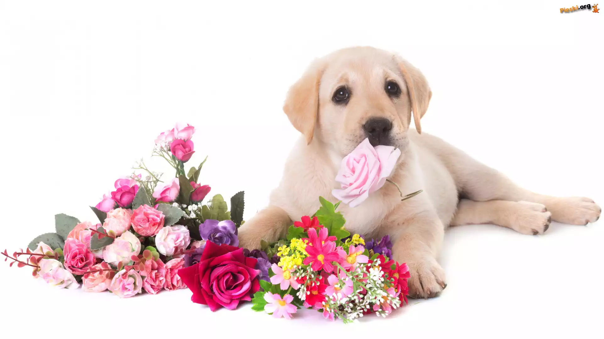 Szczeniak, Kwiaty, Pies, Labrador retriever