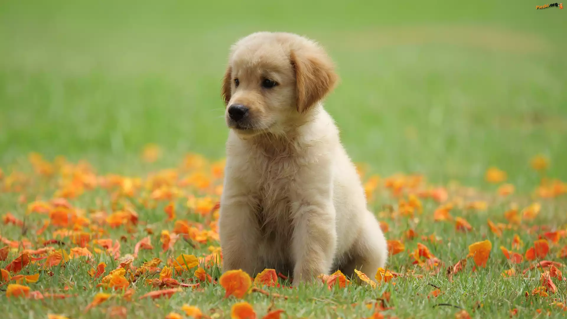 Łąka, Szczeniak, Golden retriever, Liście