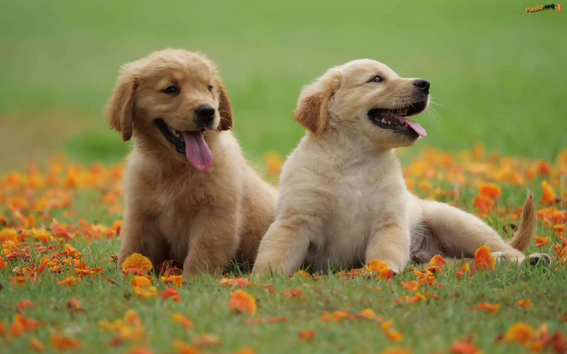 Zielona, Szczeniaki, Dwa, Golden retriever, Trawa