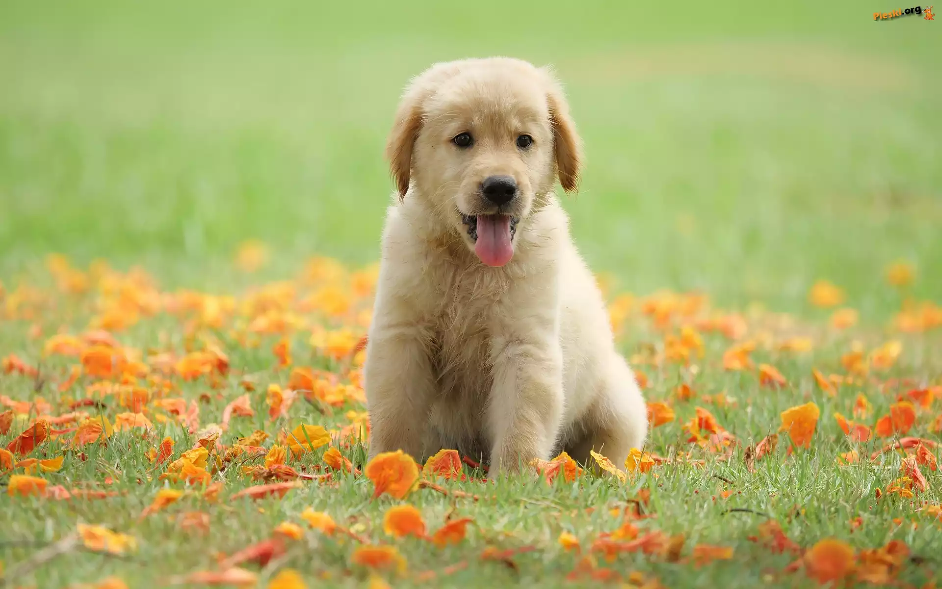 Łąka, Golden retriever, Szczeniak, Jęzor, Liście