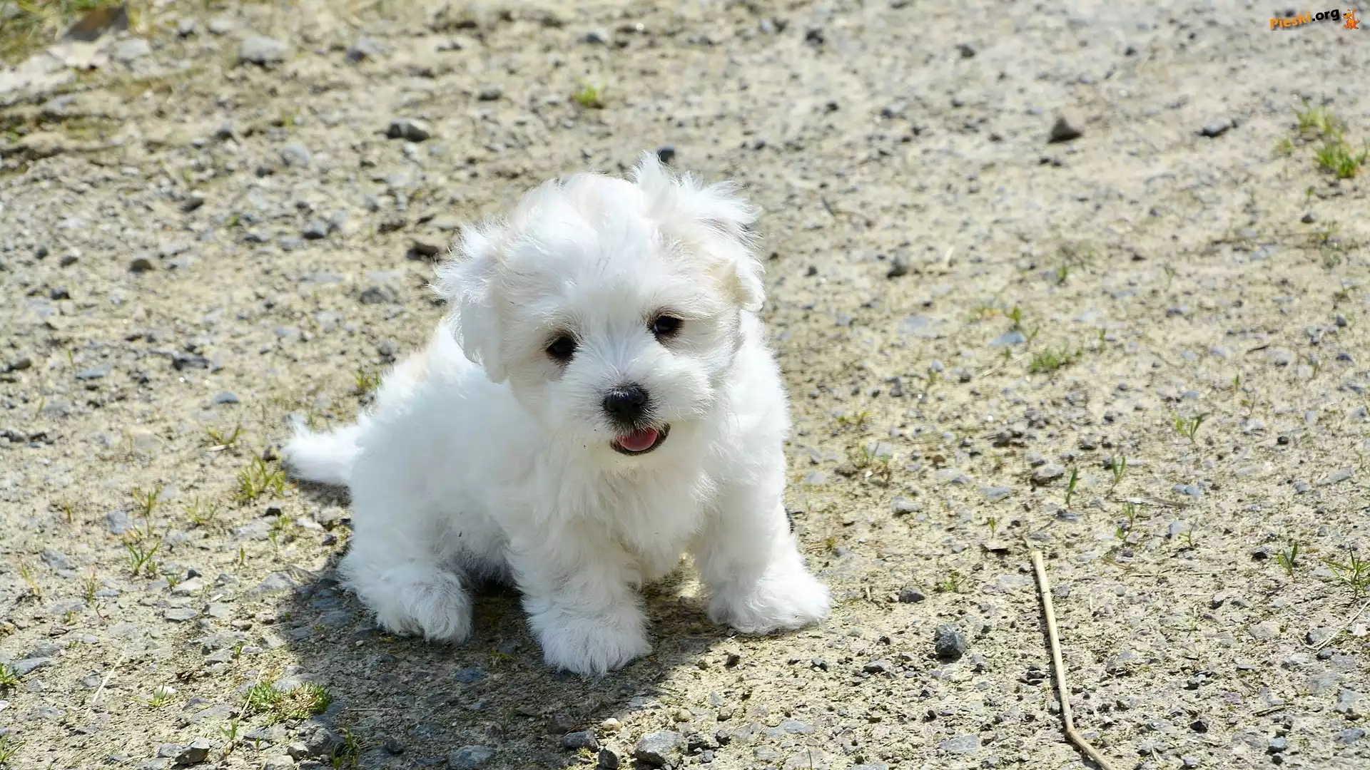 Szczeniak, Biały, Pies, Coton de Tulear