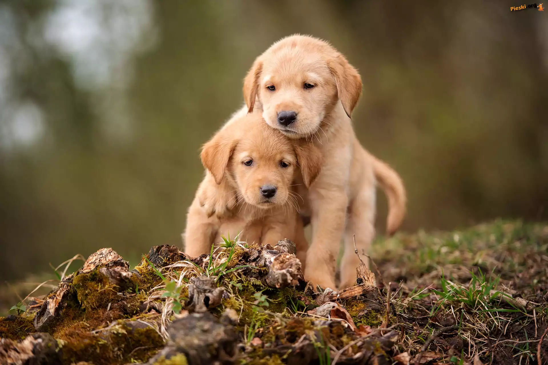 Dwa, Szczeniaki, Golden retrievery