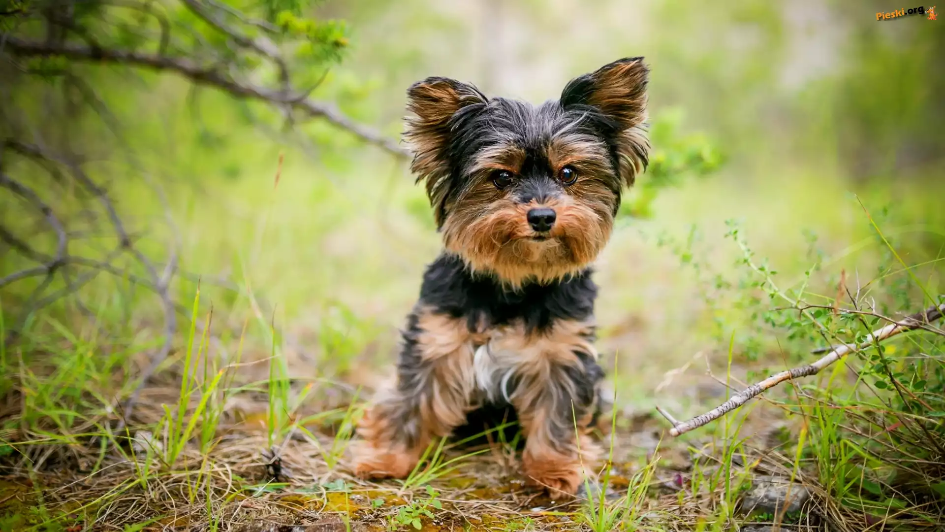 Yorkshire terrier, Pies, Szczeniak, Trawa