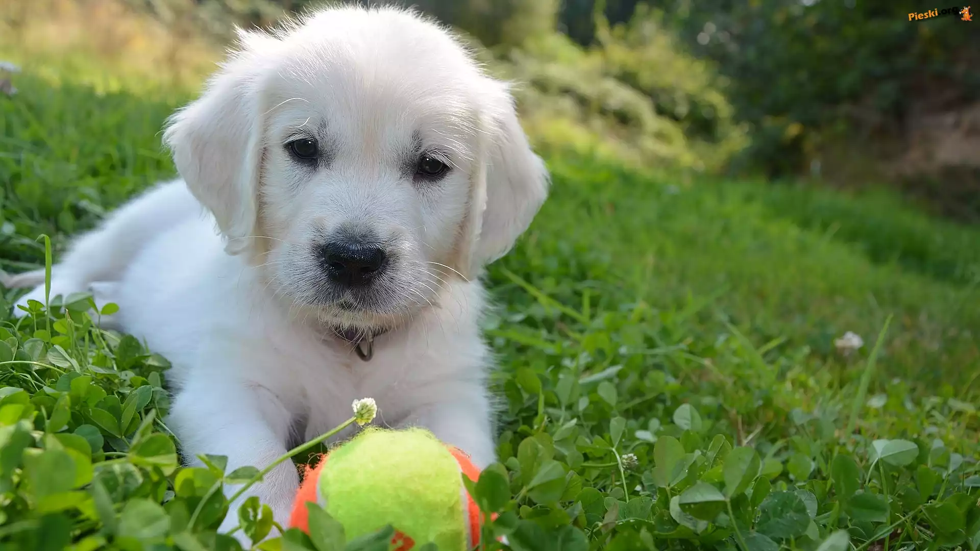 Piłeczka, Szczeniak, Biały, Golden retriever, Trawa
