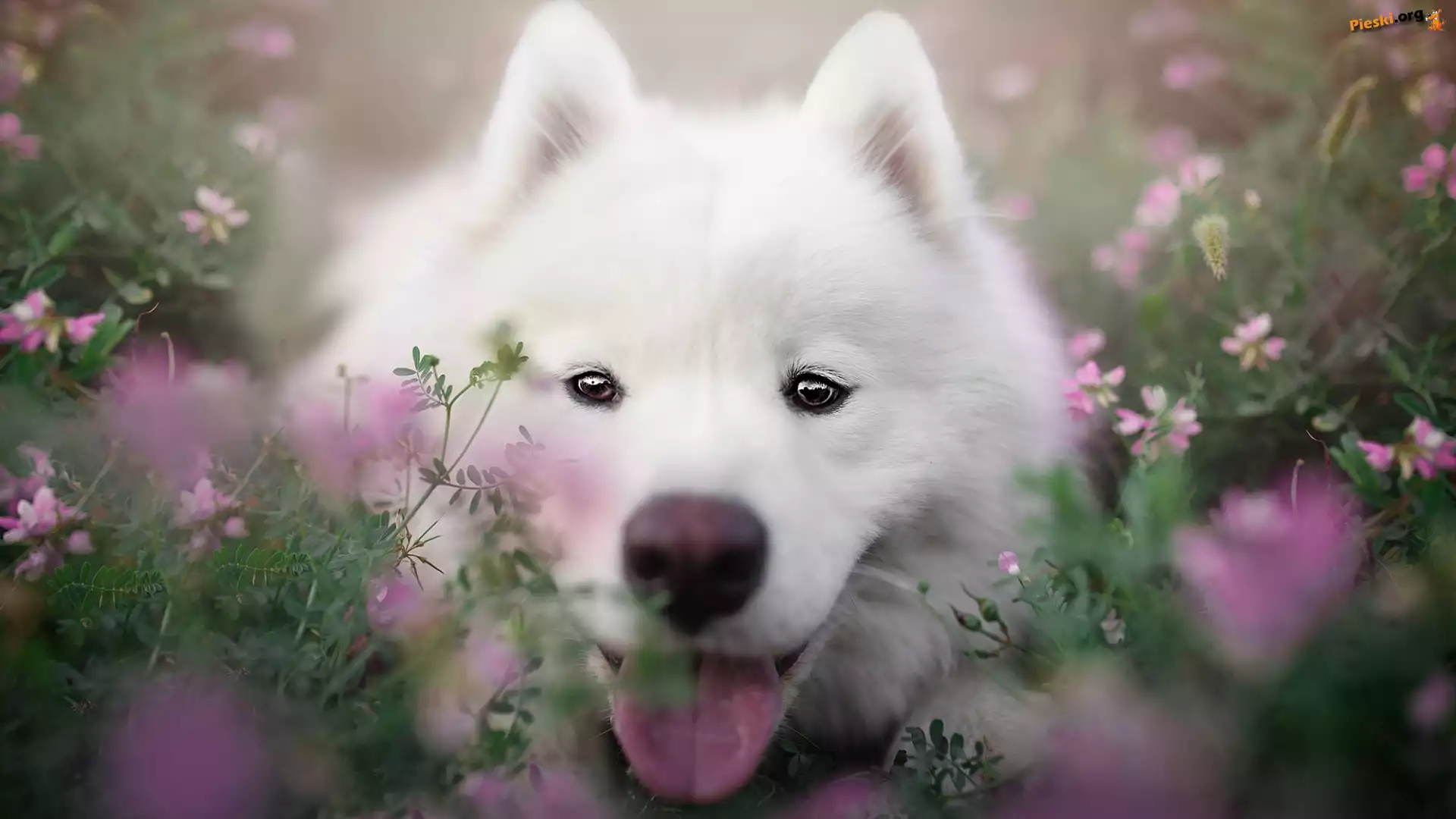 Kwiaty, Pies, Biały, Samojed, Zbliżenie