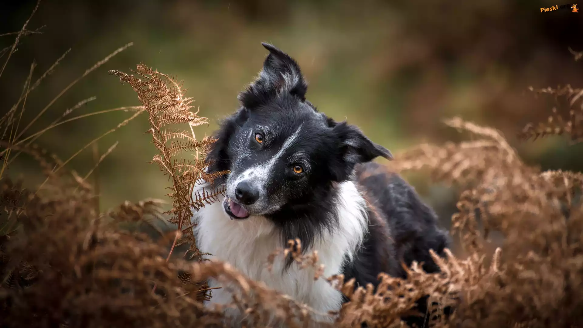 Uschnięte, Pies, Biało-czarny, Border collie, Paprocie