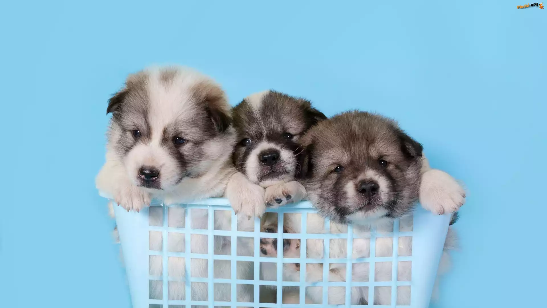 Akita, Psy, Trzy, Szczeniaki, Koszyk