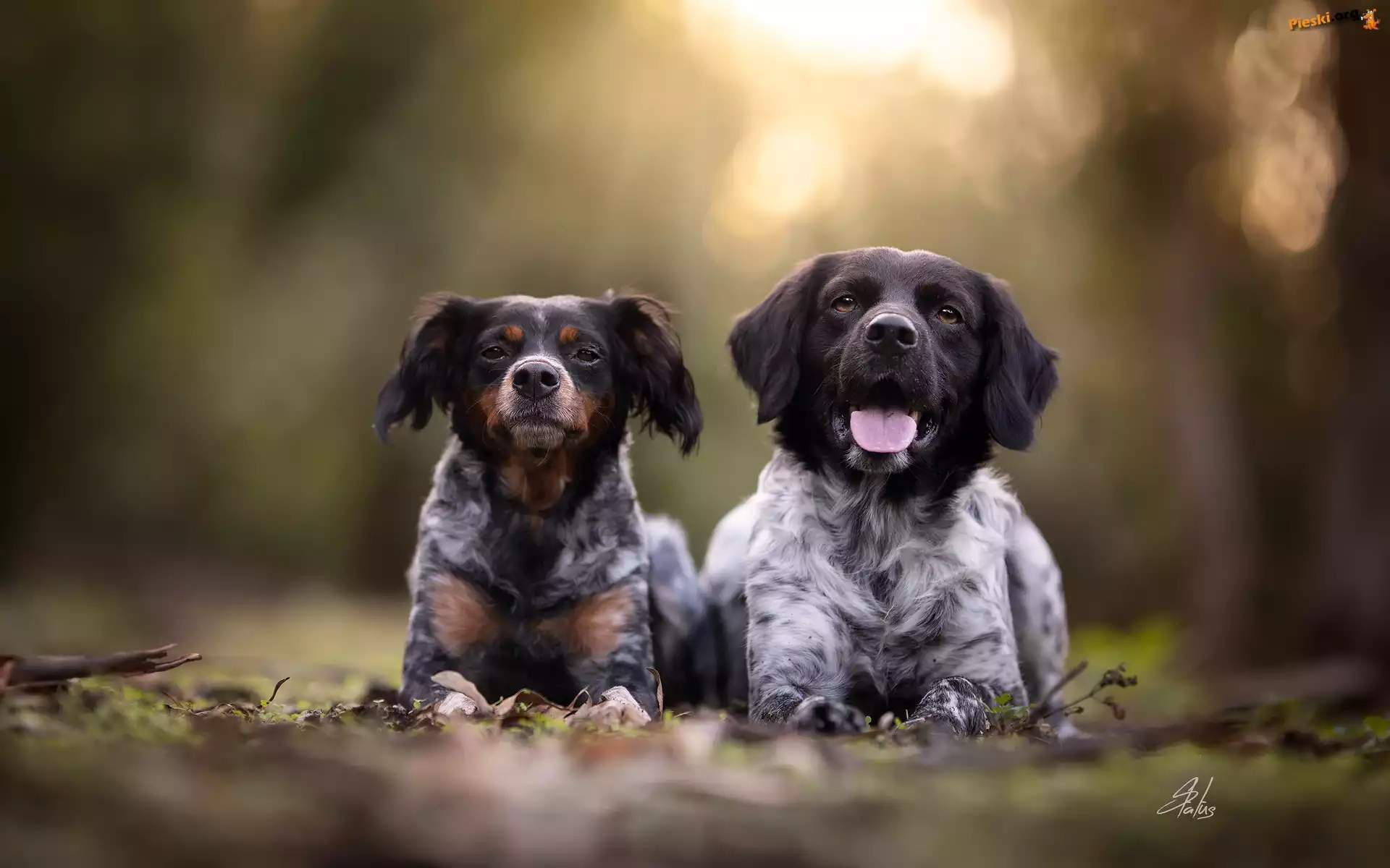 Spaniel bretoński, Dwa, Psy, Epagneul breton