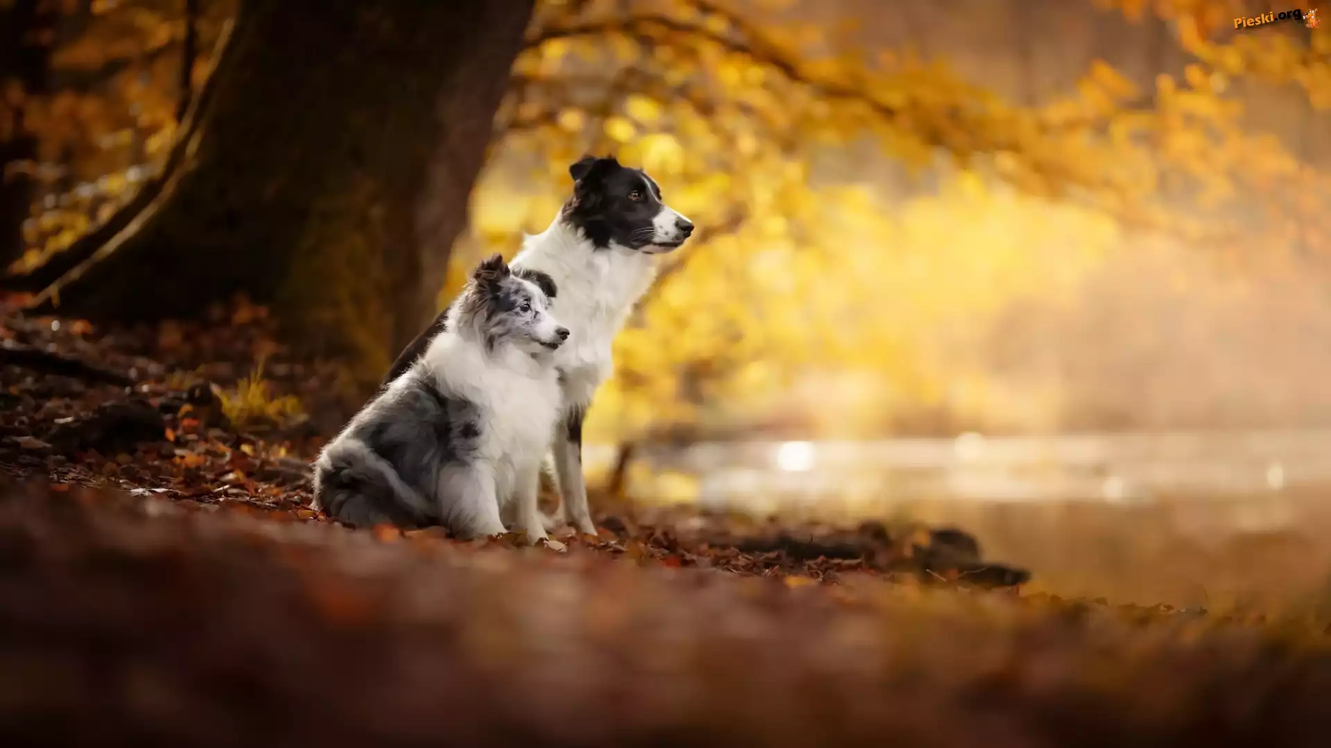 Border collie, Dwa, Psy, Owczarek szetlandzki