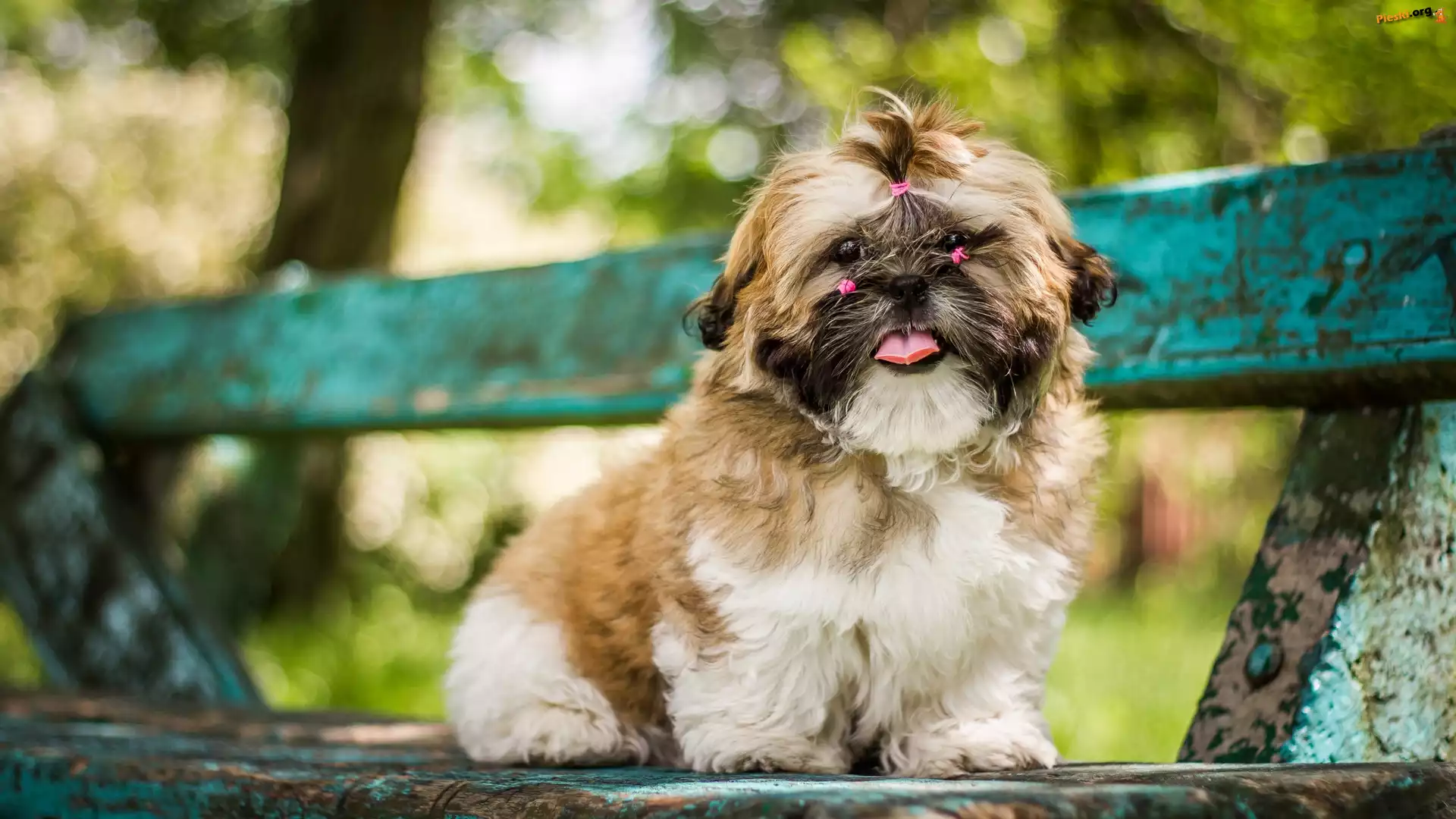 Pies, Gumki, Różowe, Shih tzu, Szczeniak, Ławka