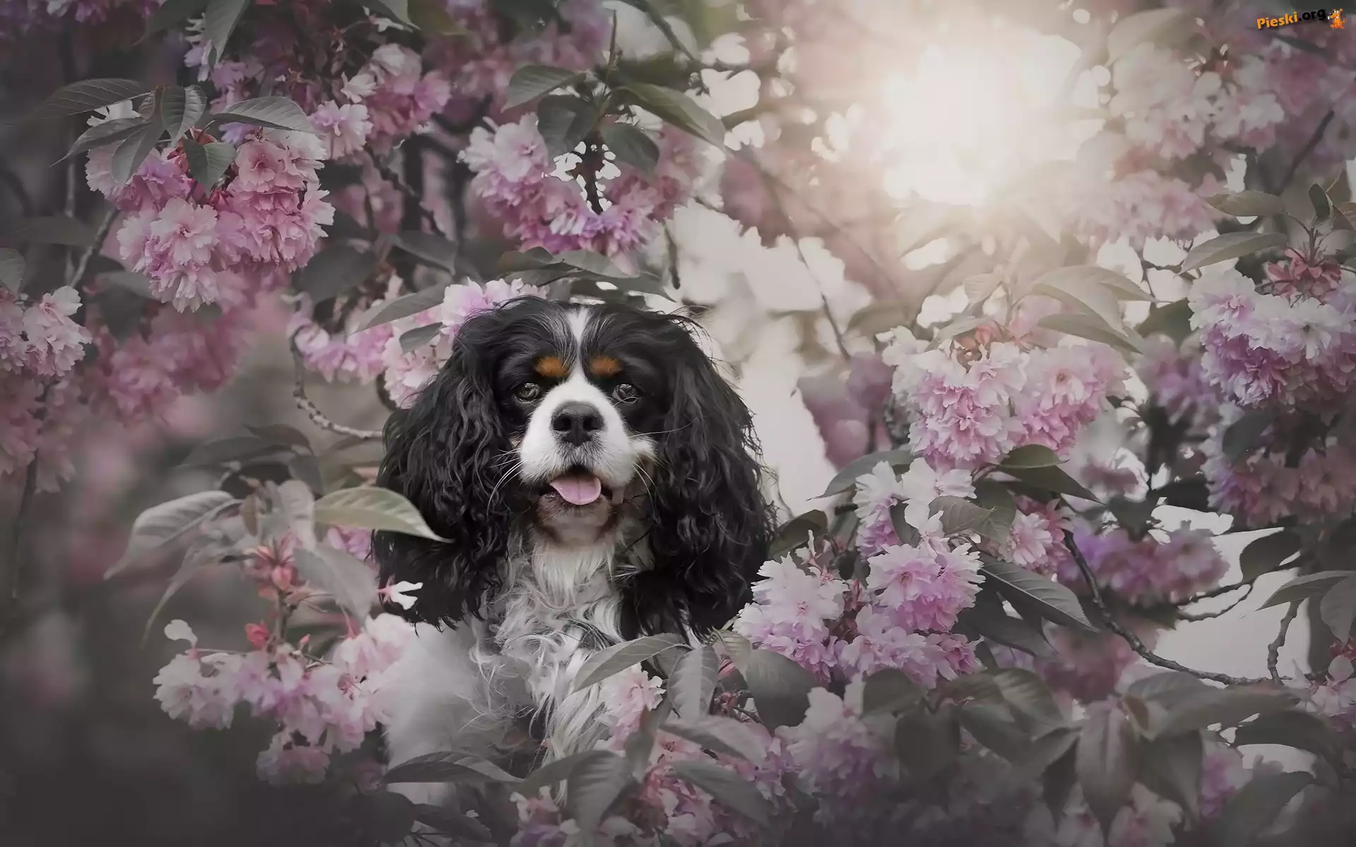 Drzewo owocowe, Pies, Wiśnia, Różowe, Cavalier king charles spaniel, Kwiaty, Gałązki