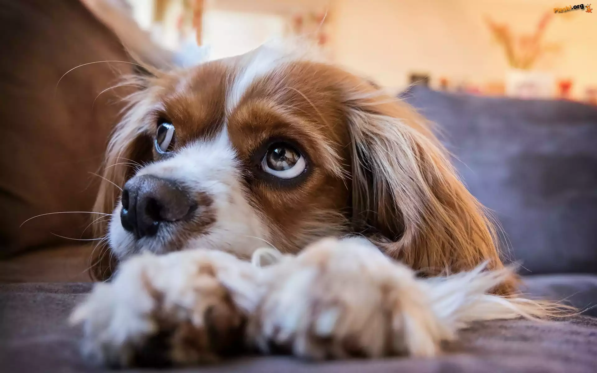 Cavalier king charles spaniel, Pies, Szczeniak, Zbliżenie