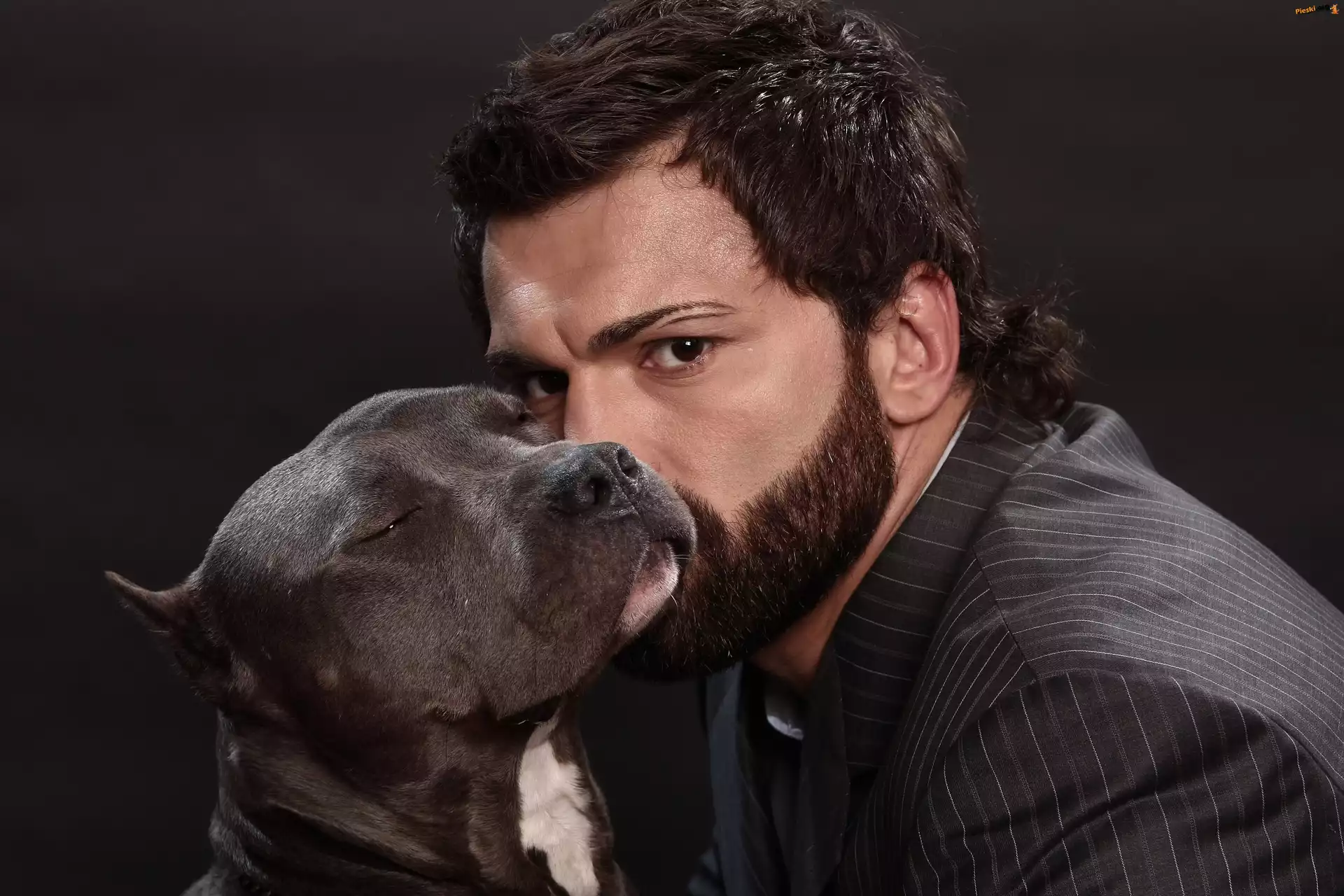 Pies, Sportowiec, Amerykański pitbulterier, Sztuki walki, Andrei Arlovski, MMA, Pit Bull Terrier