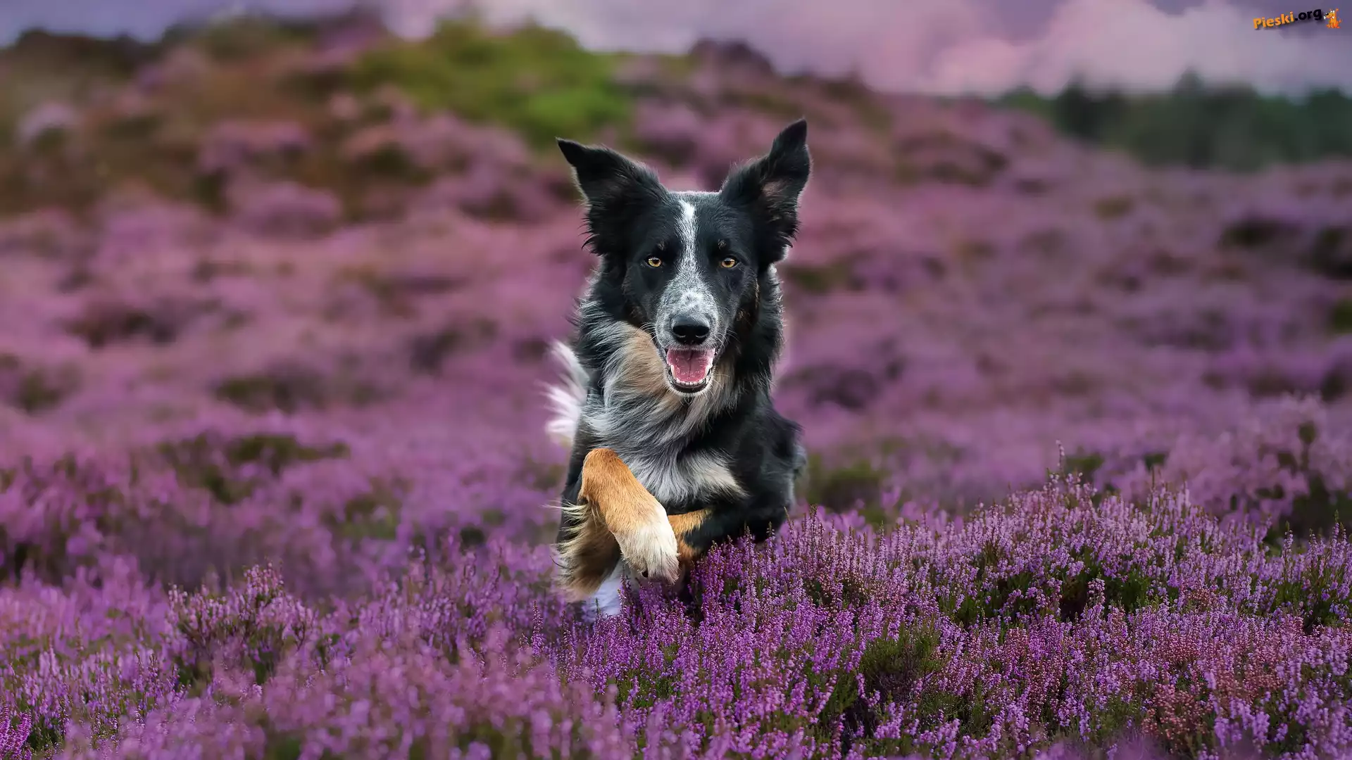 Wrzosy, Pies, Border collie, Wrzosowisko