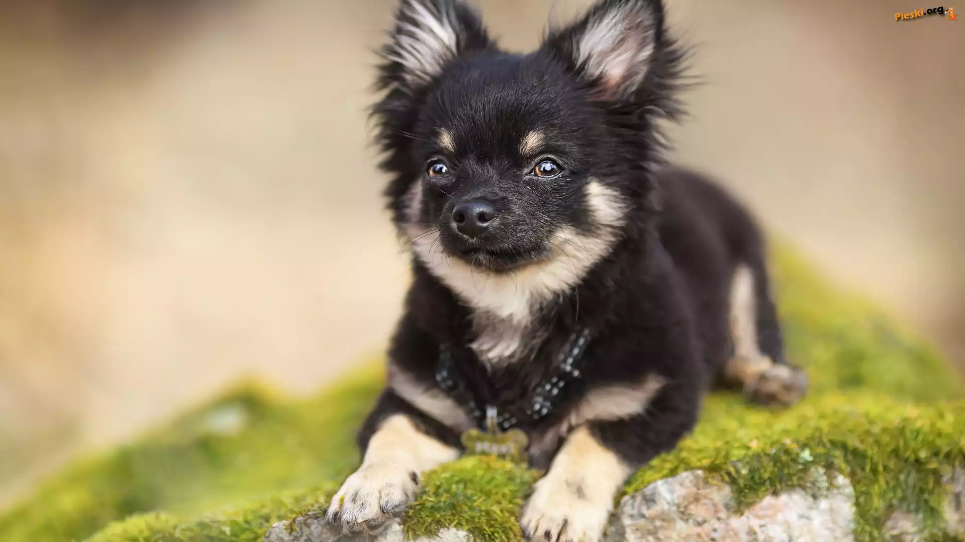 Omszony, Pies, Chihuahua, Kamień
