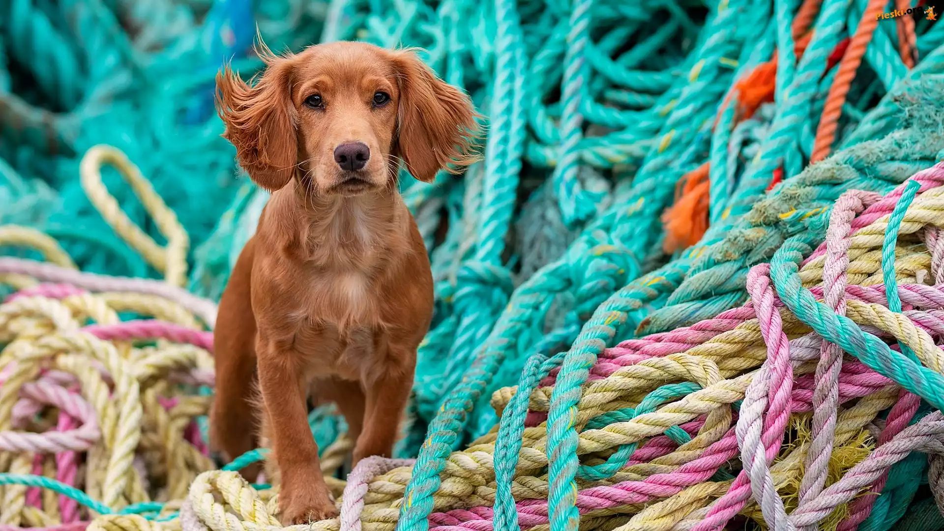 Kolorowe, Pies, Cocker spaniel, Liny