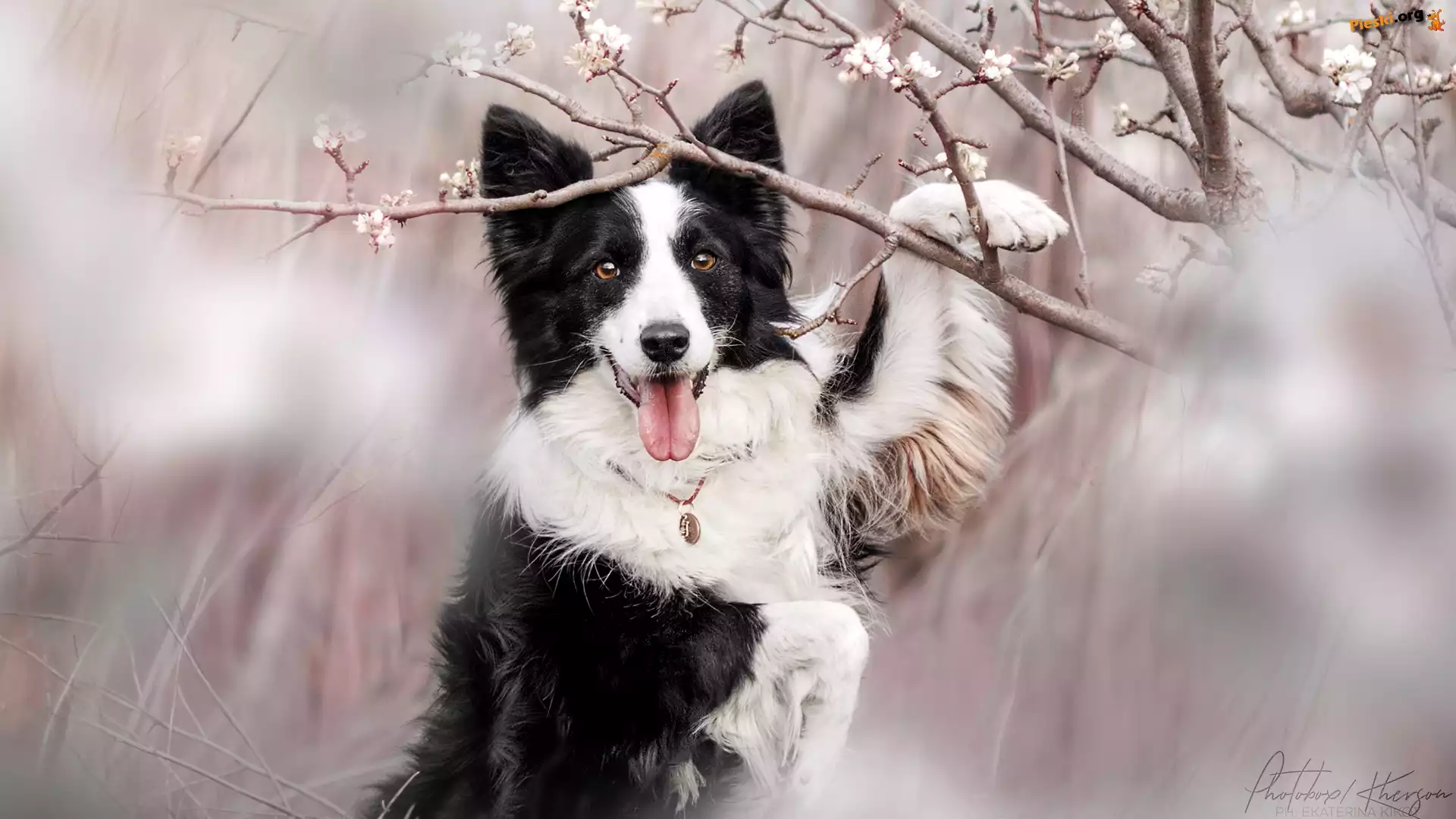 Okwiecone, Pies, Biało-czarny, Border collie, Gałązki