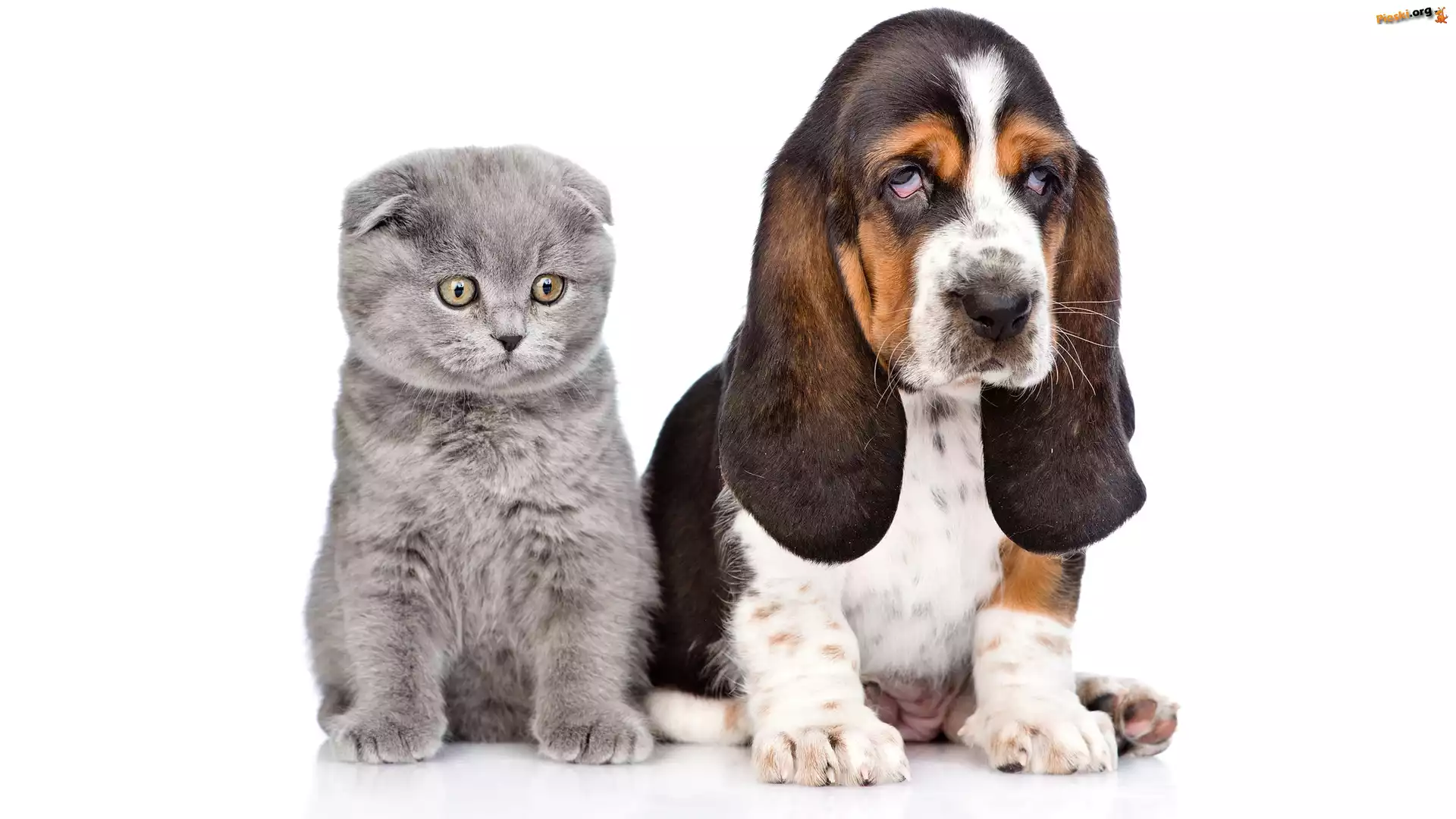 Szary, Szczeniak, Pies, Basset hound, Kot szkocki zwisłouchy