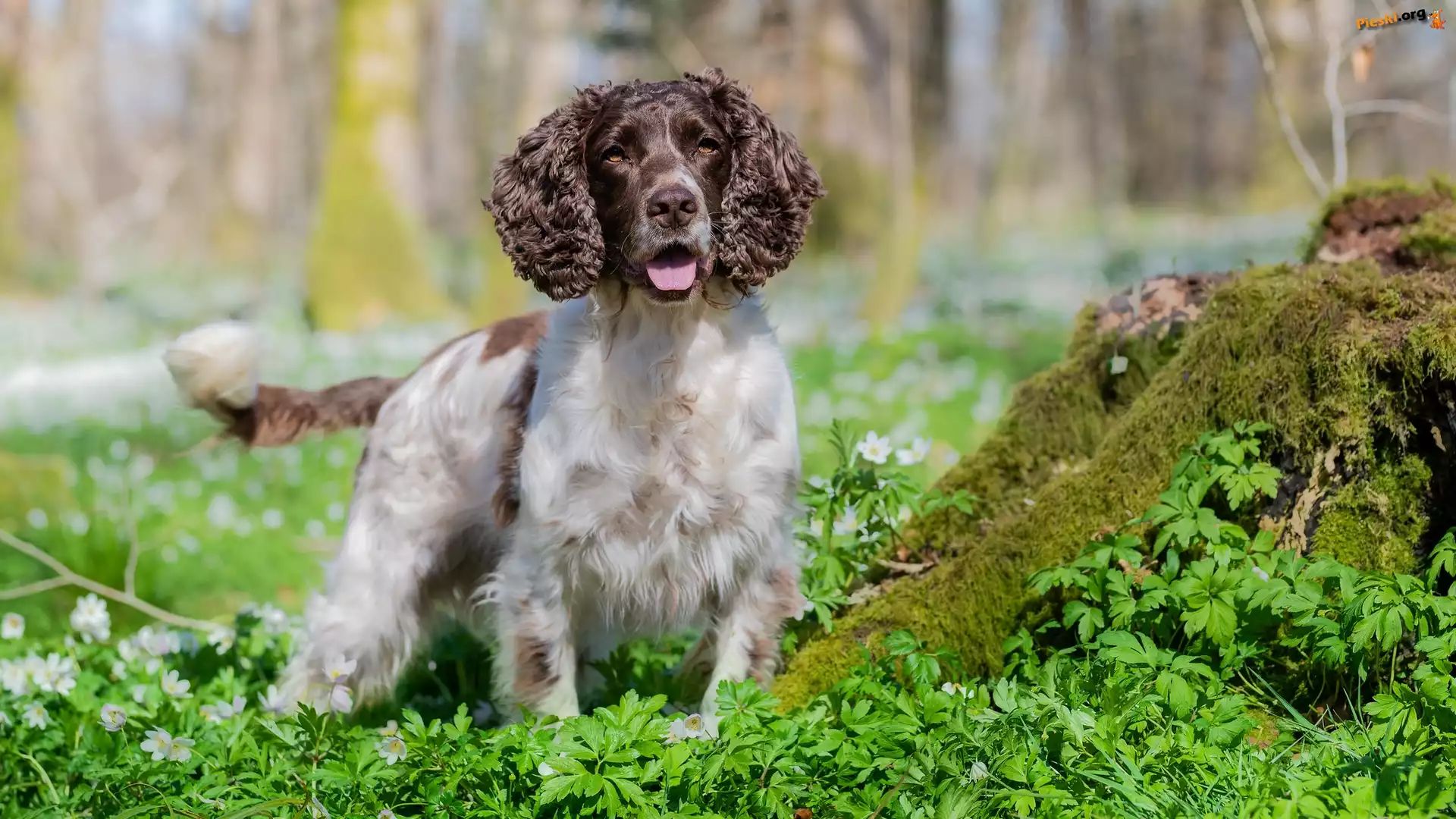 Trawa, Pies, Springer spaniel angielski, Mech