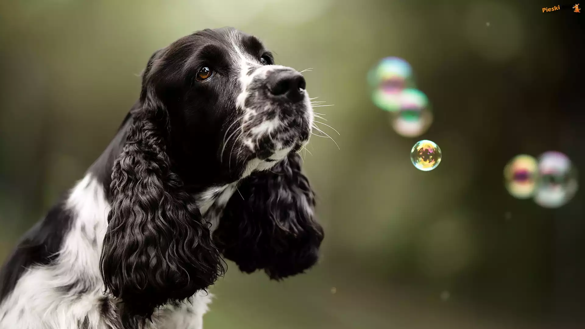 Cocker spaniel angielski, Czarno-biały, Pies, Bańki