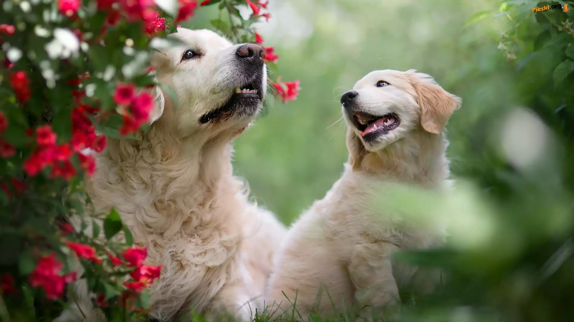 Szczeniak, Dwa, Psy, Golden retriever