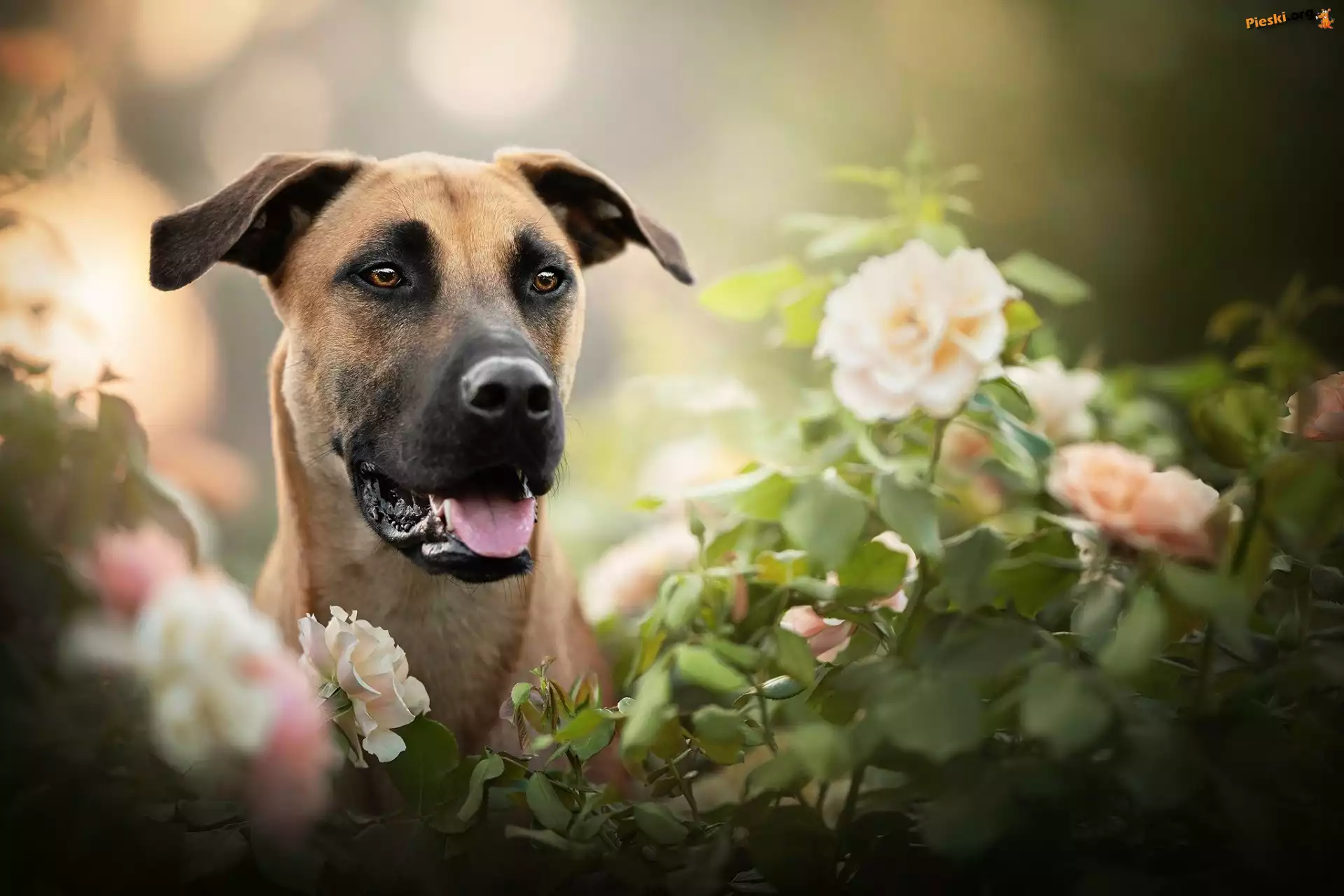Kwiaty, Pies, Blackmouth Cur, Rozmycie