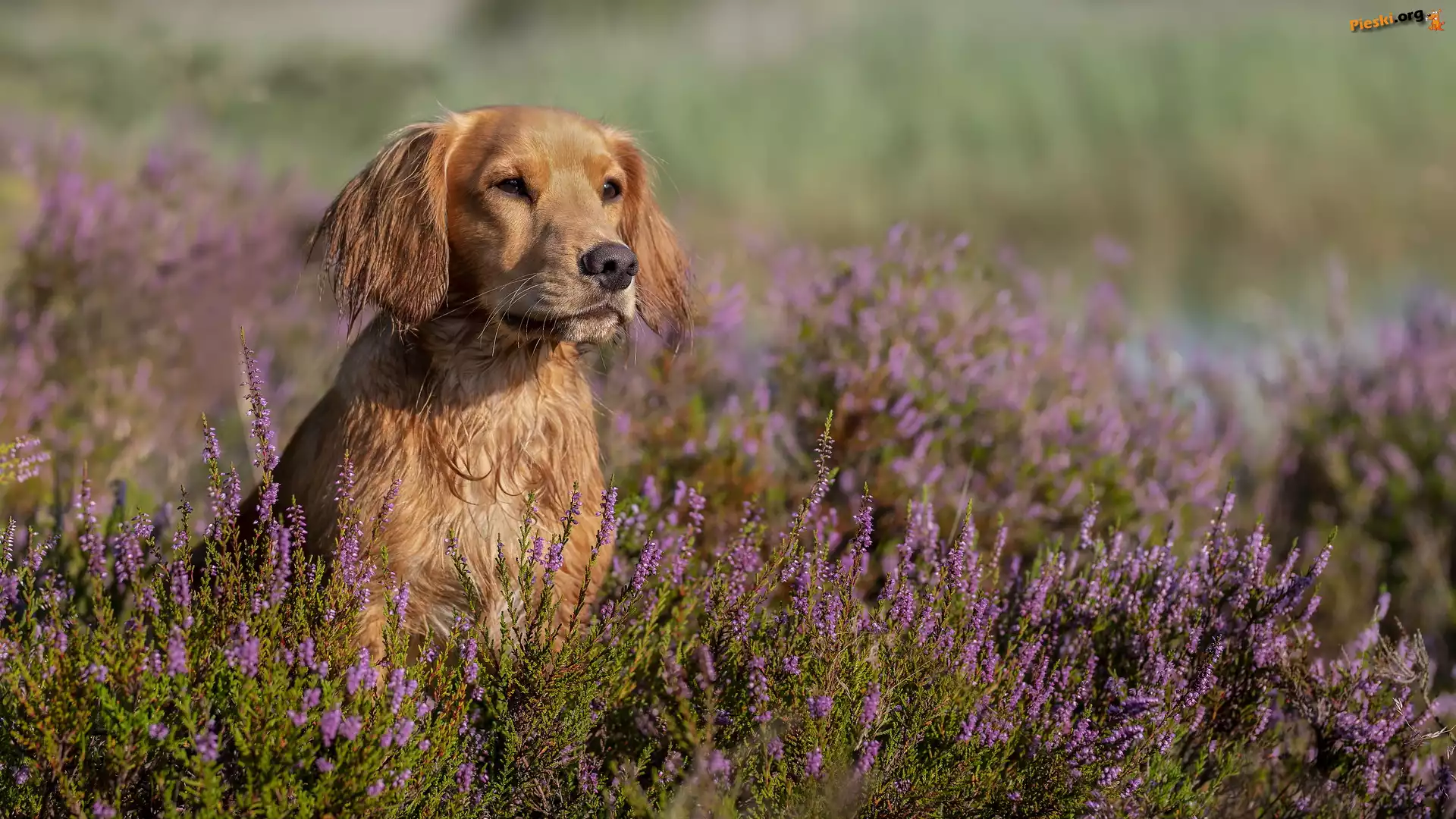 Pies, Working cocker spaniel, Wrzosy