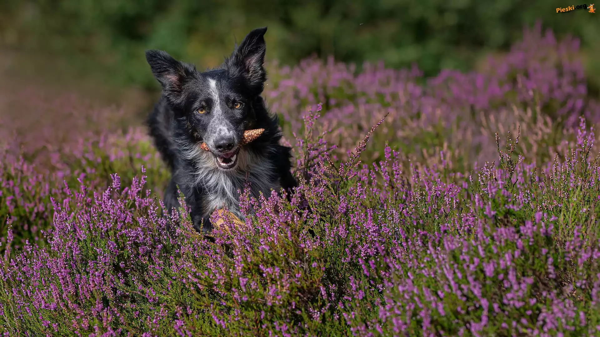 Szyszka, Pies, Border collie, Wrzosy