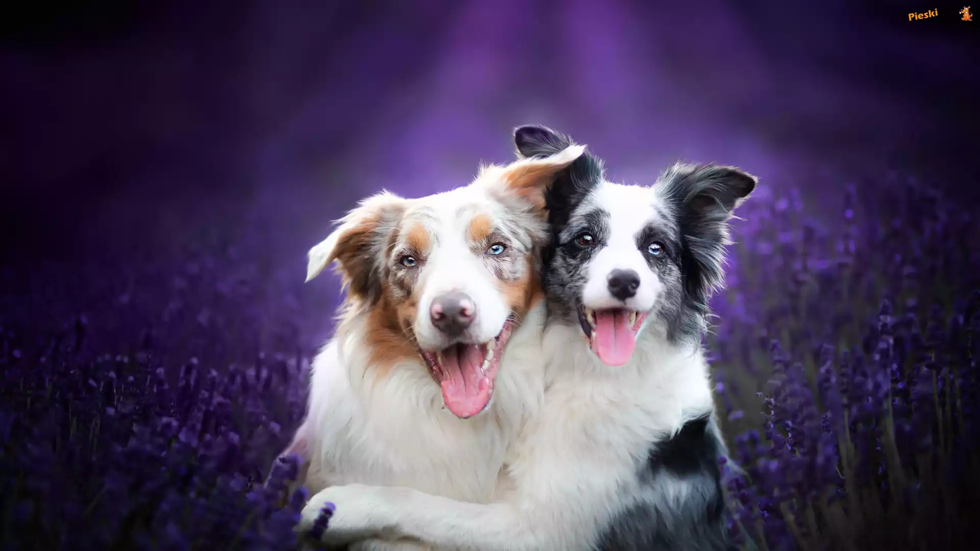 Border collie, Psy, Uśmiechnięte, Dwa, Lawenda