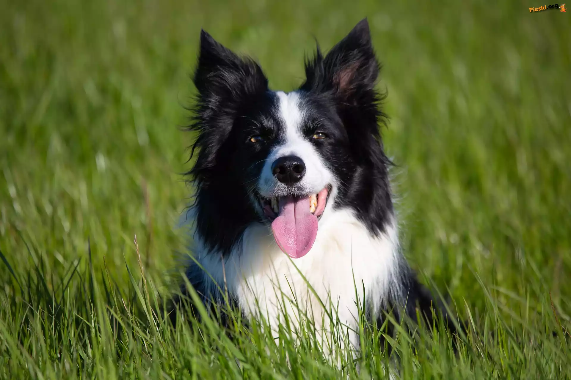 Zielona, Pies, Border collie, Trawa