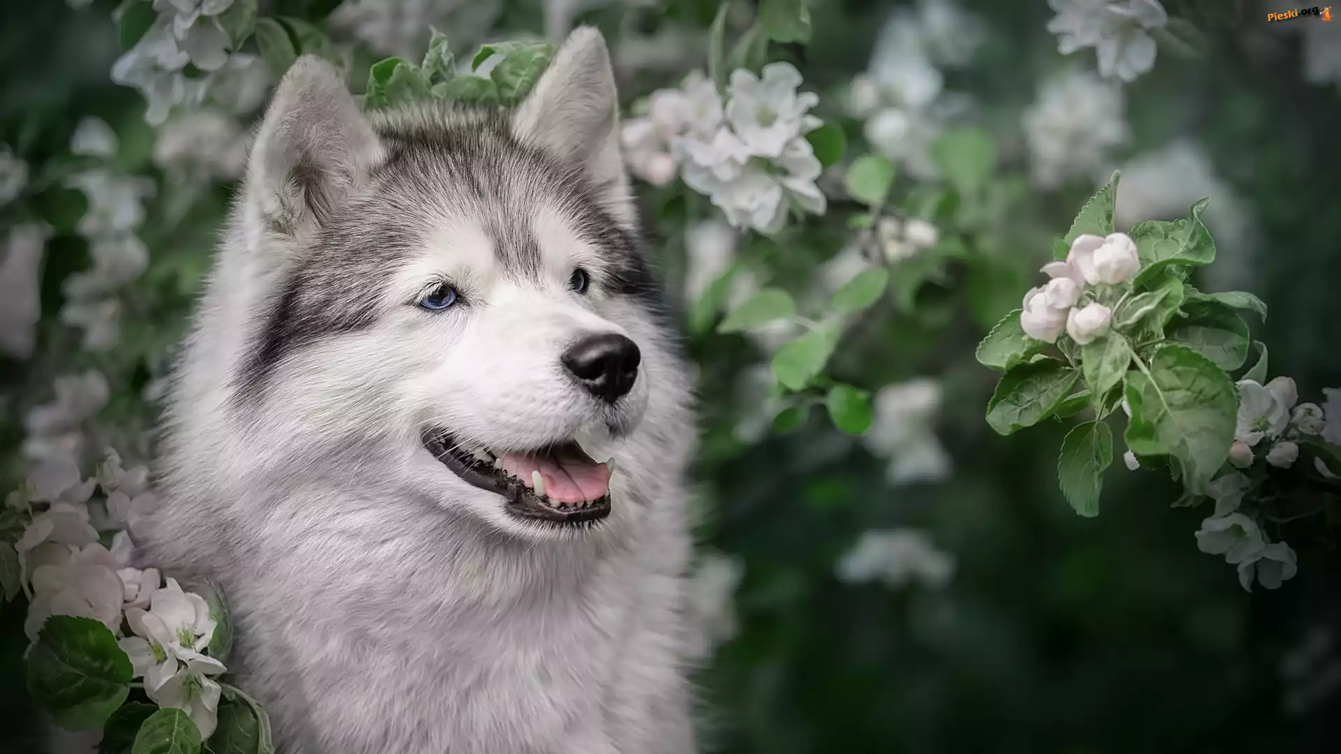 Okwiecone, Pies, Alaskan malamute, Gałązki