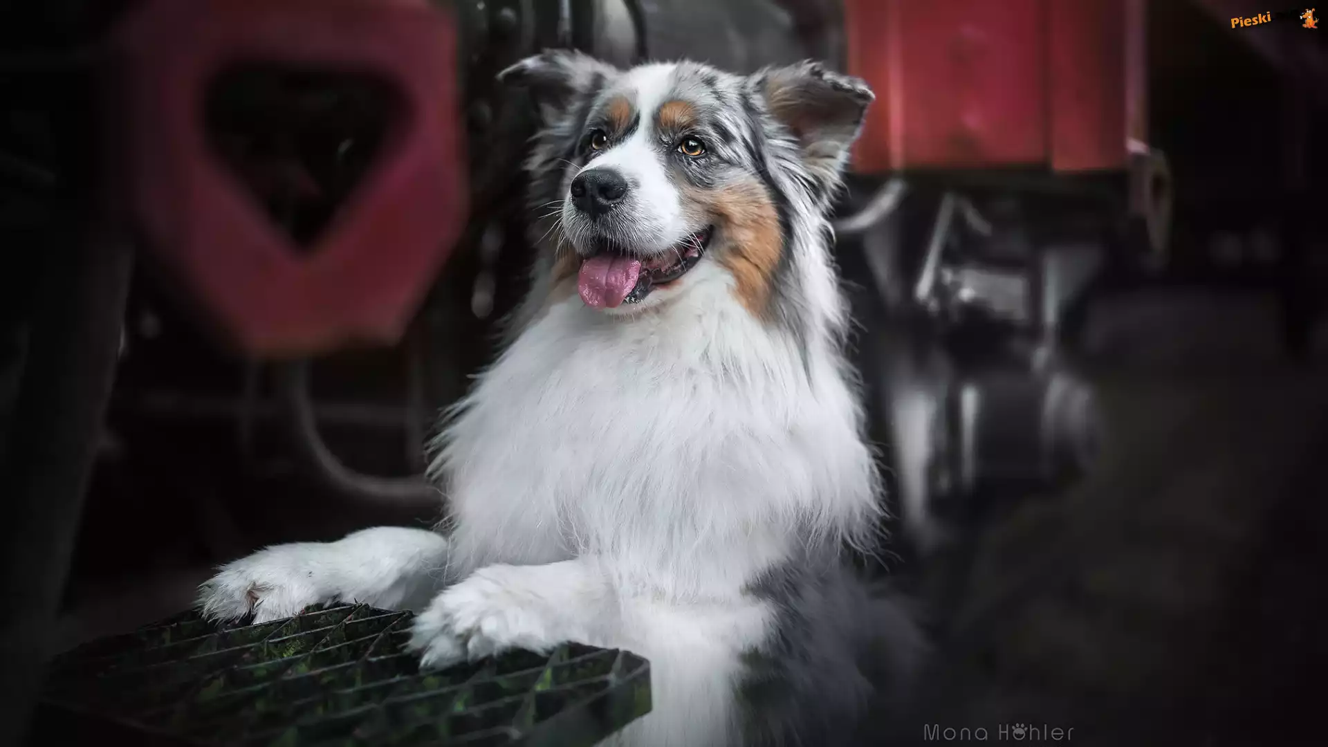 Metalowa, Owczarek australijski, Pies, Australian shepherd, Kratka