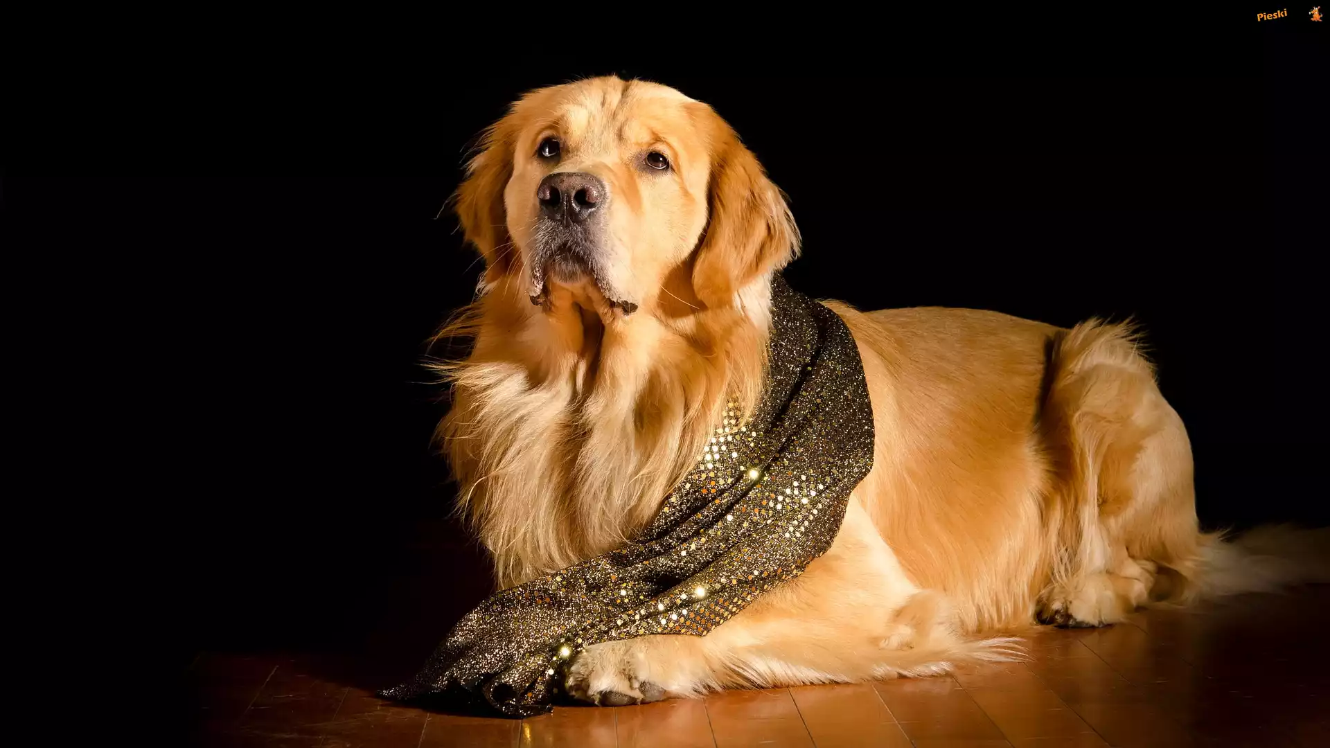 Ciemne, Golden retriever, Pies, Chusta, Tło